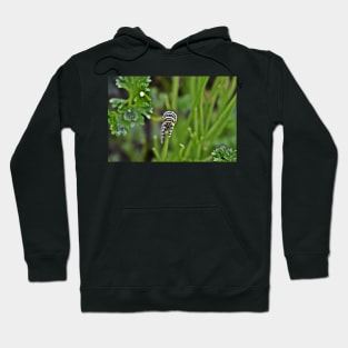 Swallowtail Caterpillar Hoodie